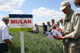 Saaten-Union: Weizensorte Mulan führend in Europa