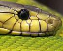 Biodiversität mit Biss: Weltgesundheitsorganisation stellt Giftschlangen online