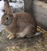 Grne fordern Freilandhaltung fr Kaninchen