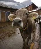 Veterinrrecht behindert deutsch-polnische Rinderzucht