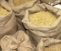 Getreidepreise unter Druck: Landwirte können Produktionskosten nicht decken 