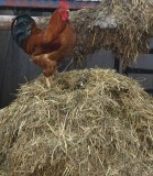 Hühnermist als Spitzendünger für Baumwolle