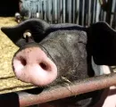 Wlodkowski: Schweine haben nichts mit "Neuer Grippe" zu tun