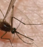 Wieder mehr Stechmücken am Bodensee