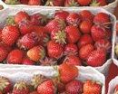 Rund 100 Dezitonnen Erdbeeren pro Hektar