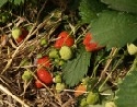 Erdbeeren vergammeln auf den Feldern