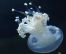 Ohne Sauerstoff: Meerestiere ndern ihr Verhalten