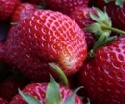 Deutlich weniger Spargel gestochen - mehr Erdbeeren 
