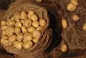 Frhkartoffeln fr den Minister