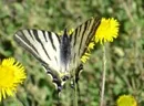 Ein Drittel der Schmetterlinge Europas gefhrdet 