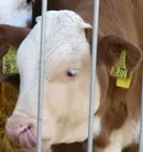 Landwirt verkaufte nach Tierquler-Vorwurf alle Rinder