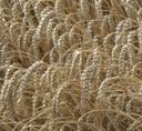 Britische Forscher entziffern Gencode von Weizen