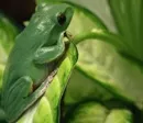 Rote Liste: Amphibien am meisten bedrohte Tiere