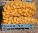 Kartoffelernte 2010 