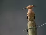 Der Wiedehopf ist eine der bedrohten Vogelarten. (Bild: Raphal Arlettaz, Universitt Bern)