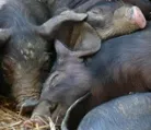 Rckgang bei Schweine- und Rinderbestnden