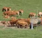sterreichische Rinderproduktion wird 2010 und 2011 leicht steigen