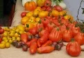 bunte Tomatensorten 