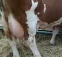 Milchviehhaltung 