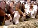17. Vieh- und Fleischtag am 19. Februar 2010 ab 9:15 Uhr im DLR Eifel in Bitburg
