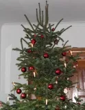 Echter Weihnachtsbaum grner als Plastikvariante