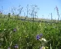 5.000 Quadratmeter Nutzflche fr Blhstreifen: Bayer CropScience frdert Artenvielfalt in Monheim
