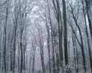 Winterlicher Wald 