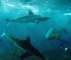 Hai-Massenschlachtung: Fisch-Hndler geklagt