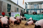 Schweine vor dem Kanzleramt am 19.01.2011 (Foto: Proplanta)