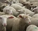 Hundeangriffe auf Schafherden