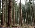 Deutscher Wald bleibt krank - Zustand der Eichen immer schlechter 