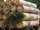 Frdermittel fr Waldbesitzer in Sachsen