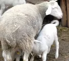 Reproduktionsverfahren Schaf 