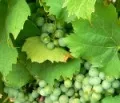 Prsidium des Weinbauverbandes Pfalz neu gewhlt
