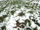 Schnee auf einem Acker