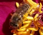 Bienen merken sich auch komplexe Muster