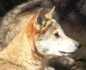 Experte: Wolf knnte wunderbar im Stadtwald leben