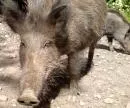 Aktionswoche Wild auf Wildschwein ab 12. Dezember in Schildfeld und Torgelow