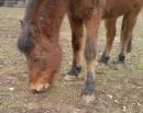 Pferd an tdlicher Tierseuche erkrankt 