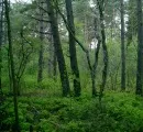 Naturnahe Waldbewirtschaftung 