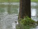 Hchste Hochwasser-Alarmstufe - Noch halten die Deiche