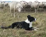 Hund und Schafe