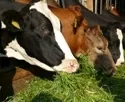 Untersttzung schsischer Milchbauern