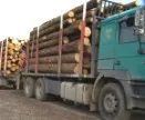 Riegel vor illegalem Holzeinschlag 