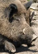 Trichinenbefall bei Wildschwein entdeckt