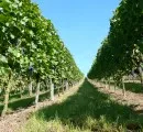 Noch mehr Wein wchst in Bergbauregion
