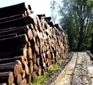 Forstminister Rudolf Kberle MdL: "Waldwirtschaft Baden-Wrttembergs blickt optimistisch in die Zukunft" 