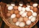 104,9 Millionen Eier in Rheinland-Pfalz