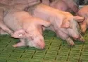 Kein Einbruch der Schweineproduktion