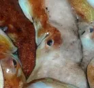 Tintenfische gefhrden Gleichgewicht in der Nordsee